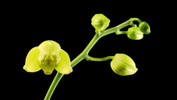 Blooming Yellow Orchid Phalaenopsis Flower Black Background Time Lapse — Stock Video