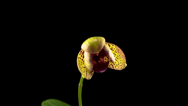 Bloeiend Geel Magenta Orchidee Phalaenopsis Bloem Zwarte Achtergrond Cleopatra Orchidee — Stockvideo