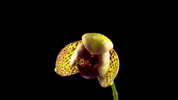 Flor Amarilla Flor Phalaenopsis Orquídea Magenta Sobre Fondo Negro Orquídea — Vídeo de stock