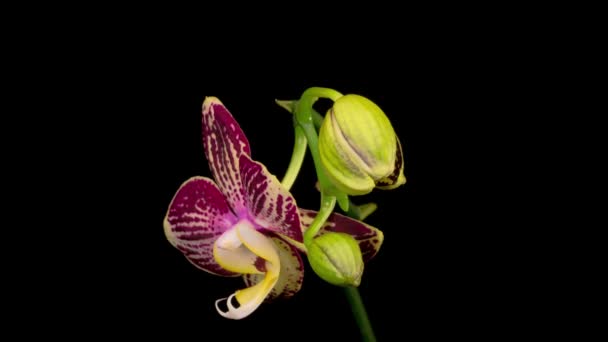 Blooming Purple Tulip Orchid Phalaenopsis Flower Black Background Time Lapse — Stock Video