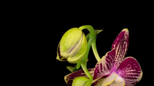Flor Phalaenopsis Púrpura Floreciente Orquídea Del Tulipán Sobre Fondo Negro — Vídeo de stock