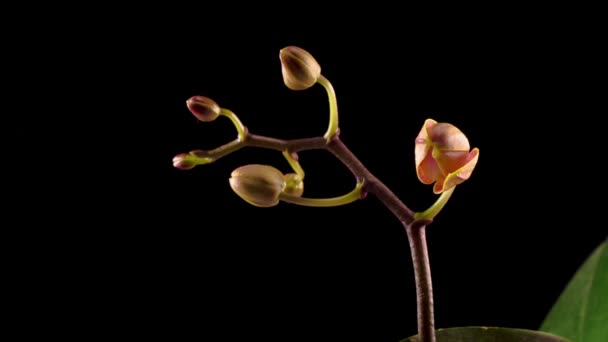 Bloeiende Perzik Orchidee Phalaenopsis Bloem Zwarte Achtergrond Tijd Verstrijken Negatieve — Stockvideo
