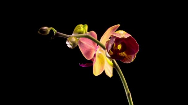 在黑色背景上盛开的红色兰花杜鹃花 时间流逝 Maria Theresa Orchid — 图库视频影像