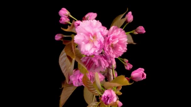 樱桃Blossom 美丽的开放粉红樱花花束在黑色背景上的时间流逝 复活节设计服装 — 图库视频影像