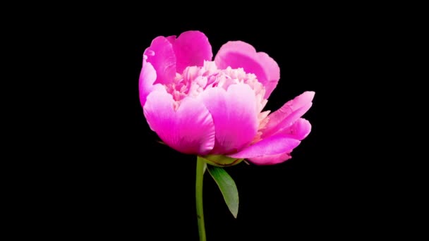 Tempo Lapso Belas Flores Peônia Rosa Florescendo Fundo Preto — Vídeo de Stock