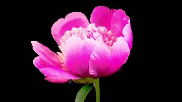 黒を背景に美しいピンク色の牡丹の花のタイムラプス — ストック動画