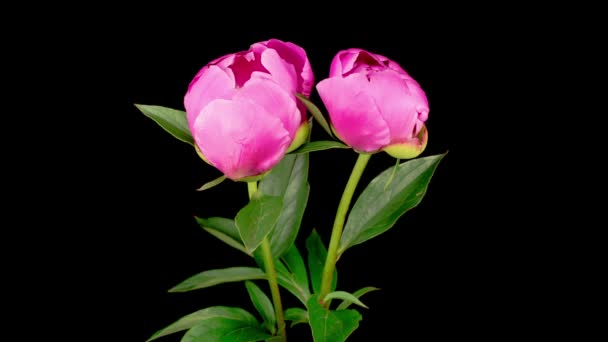 Zeitraffer Von Zwei Schönen Rosa Pfingstrosenblumen Die Auf Schwarzem Hintergrund — Stockvideo