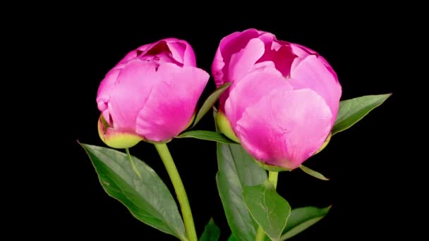 Zeitraffer Von Zwei Schönen Rosa Pfingstrosenblumen Die Auf Schwarzem Hintergrund — Stockvideo