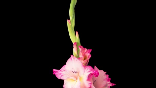 Różowe Kwiaty Gladiolus Piękny Czas Upływu Otwarcia Różowy Kwiat Gladiolus — Wideo stockowe