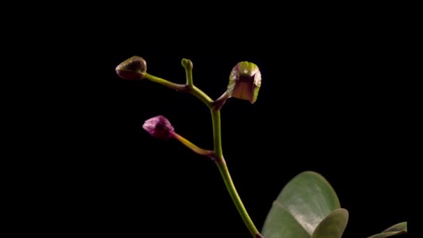 盛开的黑色兰花在黑色背景上的花 时间流逝 — 图库视频影像