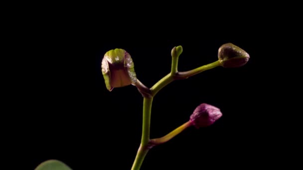 Blommande Svart Orkidé Phalaenopsis Blomma Svart Bakgrund Tidsförlopp — Stockvideo