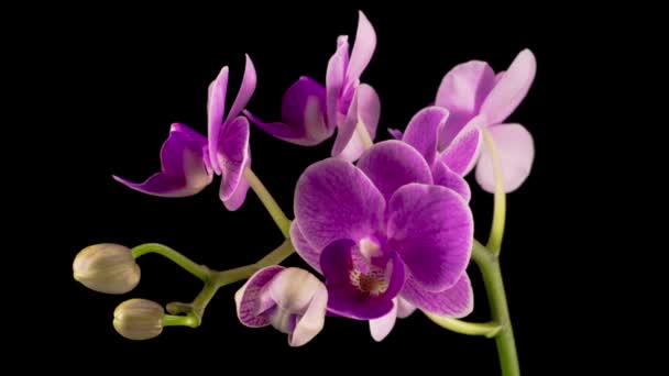 Blühende Lila Orchidee Phalaenopsis Blume Auf Schwarzem Hintergrund Zeitraffer — Stockvideo