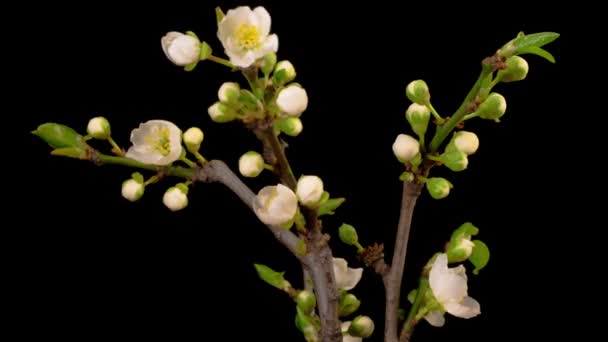 Weiße Blumen Blühen Den Zweigen Des Kirschbaums Dunkler Hintergrund Zeitraffer — Stockvideo