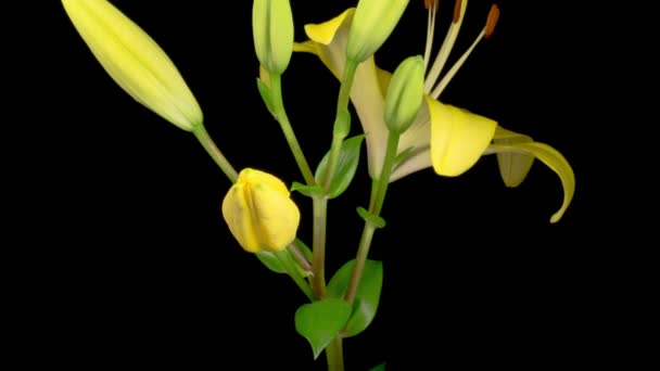 Yellow Lily Blossoms Time Lapse Opening Beautiful Yellow Lily Flower — Stock Video
