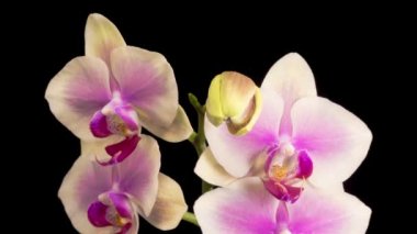 Orkide çiçekleri var. Açılış Güzel Sarı - Pembe Orkide Phalaenopsis Çiçeği Siyah Arkaplanda. Zaman Süreleri.