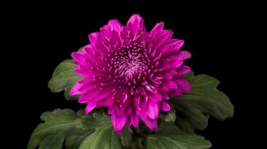 Mor Kasımpatı Çiçeği Çiçekleri. Güzel Mor Kasımpatı 'nın Zaman Hızı Kara Arkaplan Karşısında Çiçek Açıyor.