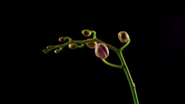 Kara Arkaplan 'da çiçek açan mor orkide falaenopsis çiçeği. Zaman Süreleri.