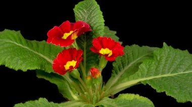 Kırmızı Primula 'nın Güzel Zamanı (Primrose) Siyah Arkaplanda Çiçek Açıyor.
