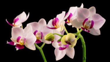 Çiçekli Beyaz Orkide Siyah Arkaplanda Phalaenopsis Çiçeği. Zaman aşımı. Kırmızı Dudak Orkidesi.