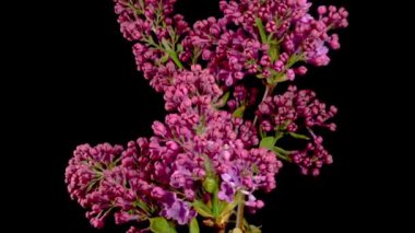 Kara Arkaplanda Eflatun Mor Çiçeği Açmanın Güzel Zaman Geçidi. Zaman Süreleri.