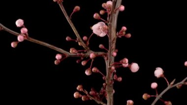 Dallı kiraz ağacında pembe çiçekler açarlar. Karanlık Arkaplan. Zaman Süreleri.