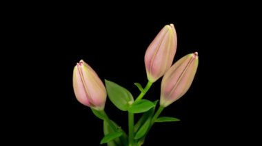 Pembe Lily Çiçekleri. Güzel Pembe Zambak Çiçeği 'nin Açılışının Zaman Süreleri. Siyah Arkaplan.
