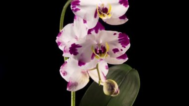 Blooming White - Magenta Orkide Phalaenopsis Çiçeği Siyah Arkaplanda. Zaman Süreleri.