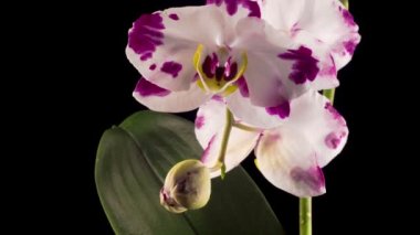 Blooming White - Magenta Orkide Phalaenopsis Çiçeği Siyah Arkaplanda. Zaman Süreleri.