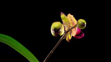 Çiçek açan Sarı - Magenta Orkide Phalaenopsis Çiçeği Siyah Arkaplanda. Miki Crown Orkidesi. Zaman Süreleri.