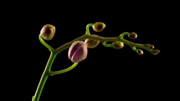 Virágzó Lila Orchidea Phalaenopsis Virág Fekete Háttér Időeltolódás — Stock videók