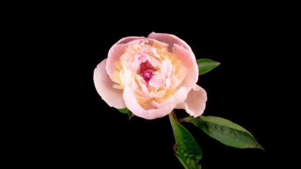 Peony Blossoms Time Lapse Opening Hermosas Flores Peonía Blanca Sobre — Vídeos de Stock