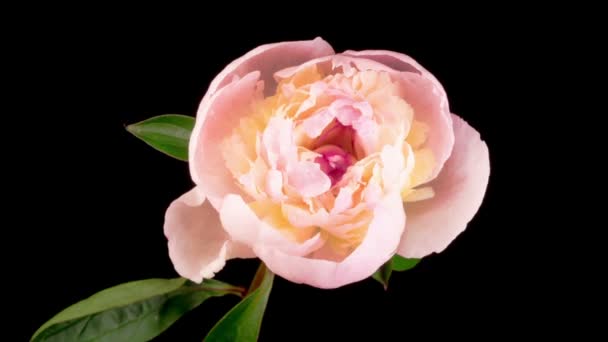Peony Blossoms Time Lapse Opening Beautiful White Peony Flowers Black — Stock Video