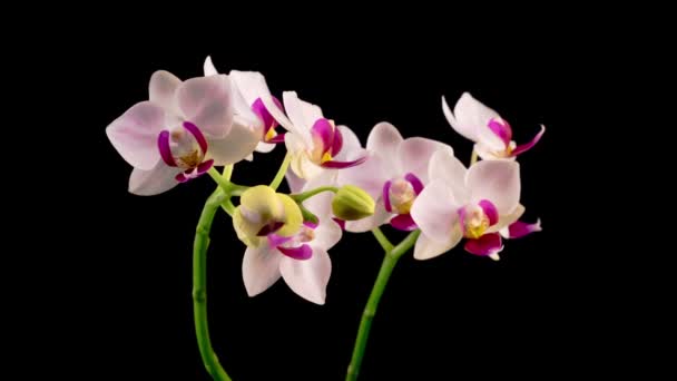 Blommande Vit Orkidé Phalaenopsis Blomma Svart Bakgrund Tidsförskjutning Röd Läpporkidé — Stockvideo