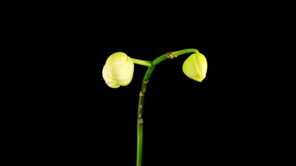 Blooming White Orchid Phalaenopsis Flower Black Background Time Lapse — Stock Video