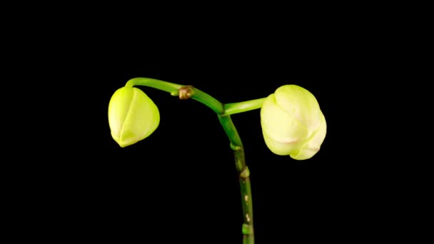 Blooming White Orchid Phalaenopsis Flower Black Background Time Lapse — Stock Video