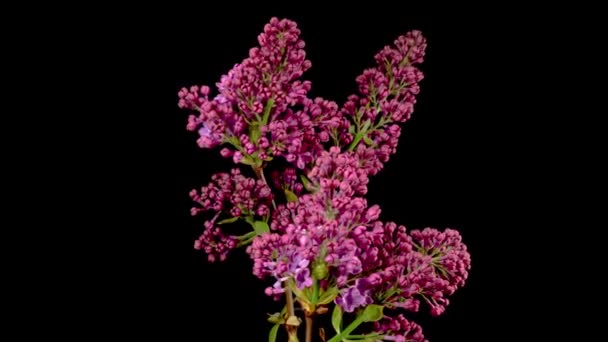 Gyönyörű Idő Lapse Nyitó Violet Flower Lilac Egy Fekete Háttér — Stock videók