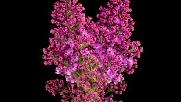 Vackra Time Lapse Opening Violet Flower Lilac Svart Bakgrund Tidsförlopp — Stockvideo