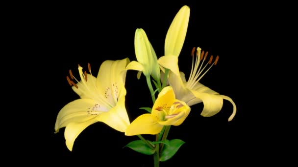 Yellow Lily Blossoms Tiempo Lapso Apertura Hermosa Flor Lirio Amarillo — Vídeos de Stock