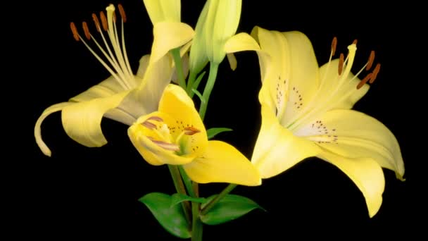 Желтая Лили Блоссомс Time Lapse Opening Beautiful Yellow Lily Flower — стоковое видео
