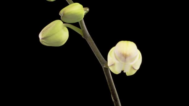 Orkide Çiçekleri Var Çiçekli Beyaz Orkide Siyah Arkaplanda Phalaenopsis Çiçeği — Stok video