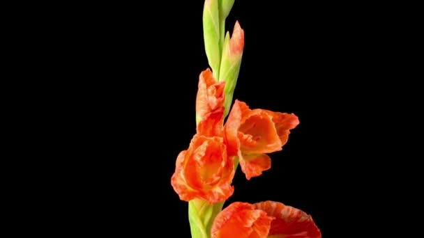 Czerwony Gladiolus Kwitnie Piękny Czas Upływu Otwarcia Czerwony Kwiat Gladiolus — Wideo stockowe