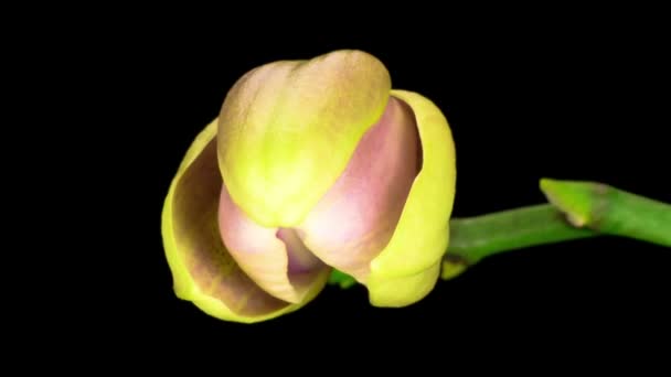 Flor Amarillo Rosa Orquídea Phalaenopsis Flor Sobre Fondo Negro Time — Vídeo de stock