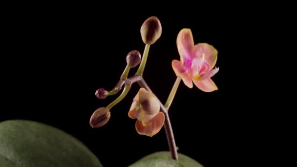 Peach Orchid Blossoms Flor Phalaenopsis Orquídea Del Melocotón Que Florece — Vídeos de Stock