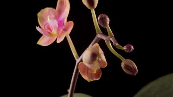 Pfirsich Orchideenblüten Blühende Pfirsich Orchidee Phalaenopsis Blume Auf Schwarzem Hintergrund — Stockvideo