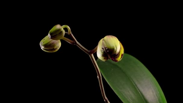 Fleurs Orchidée Floraison Jaune Magenta Orchidée Phalaenopsis Fleur Sur Fond — Video