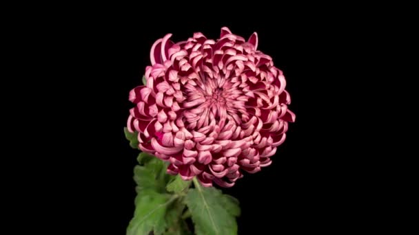 Caducidad Tiempo Hermosa Flor Crisantemo Rosa Que Abre Contra Fondo — Vídeos de Stock