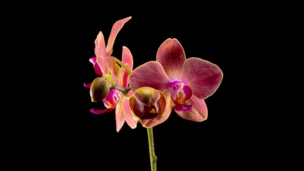 Flor Roja Floreciente Phalaenopsis Orquídea Sobre Fondo Negro Tiempo Caducidad — Vídeo de stock