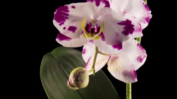 Blooming White Magenta Orchid Phalaenopsis Flower Black Background Time Lapse — Stock Video