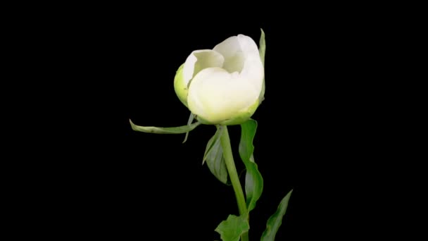 Şakayık Çiçekleri Siyah Arkaplanda Güzel Beyaz Şakayık Çiçeklerinin Açılışının Zaman — Stok video