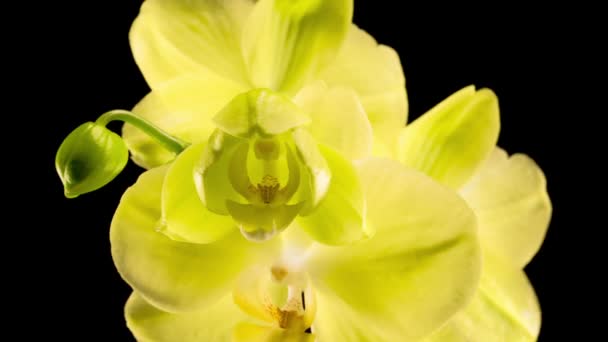Квітуча Жовта Орхідея Phalaenopsis Квітка Чорному Тлі Час Лапсе — стокове відео